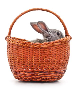 Paskalya tavşanı izole.