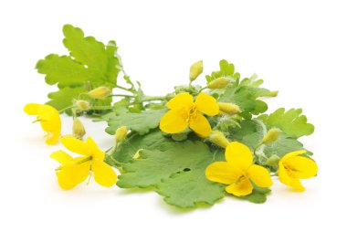 İzole kırlangıçotu çırpı.