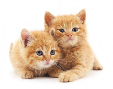İki kırmızı kedi..