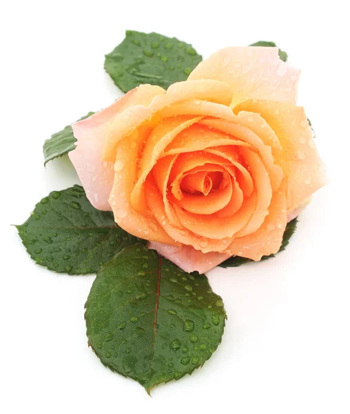 Rose orange isolée . — Photo