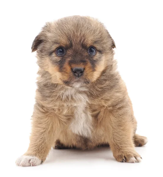 Pequeno cão isolado . — Fotografia de Stock