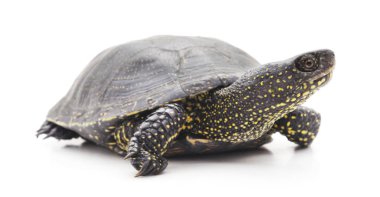 Büyük kaplumbağa izole.