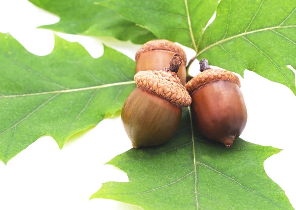 Bolotas em folhas . — Fotografia de Stock