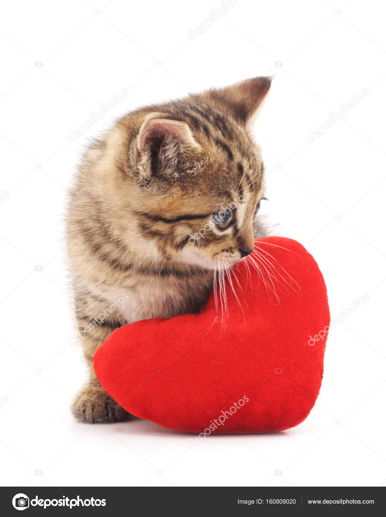 Cat With Toy Heart Stock Photo Image By C Voren1 Cat With Toy Heart Stock Photo Image By C Voren1