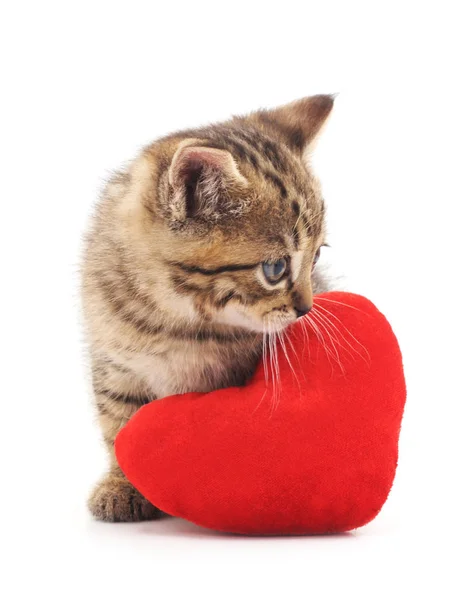 Chat avec coeur jouet . — Photo