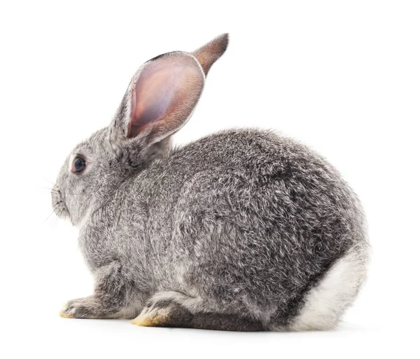 Один серый кролик . — стоковое фото