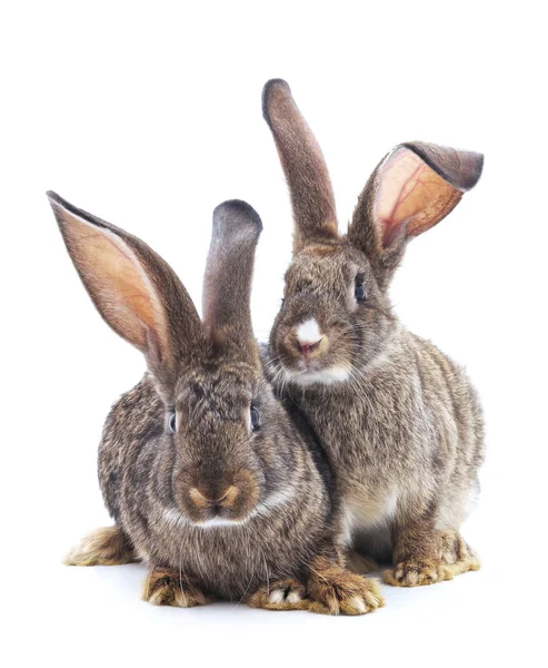 Twee konijnen geïsoleerd. — Stockfoto