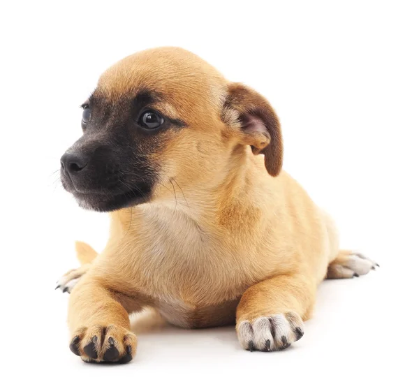 Pequeno cão isolado . — Fotografia de Stock