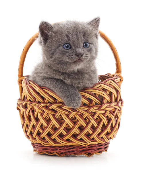 Sepetteki küçük kedi yavrusu.