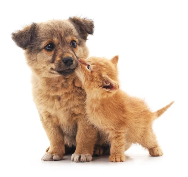 Cachorro y gatito . — Foto de Stock