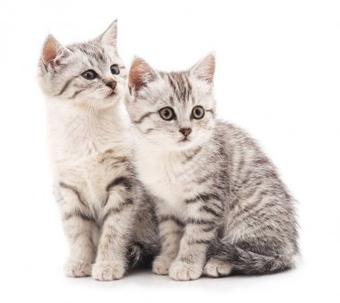 İzole ihale yavru kedi.