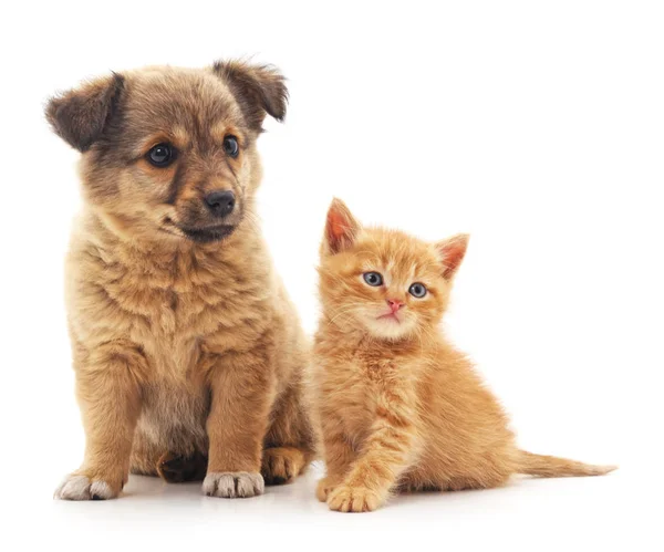 Cachorro y gatito . — Foto de Stock