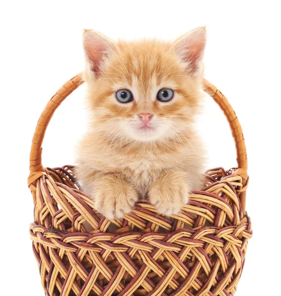 Sepetteki küçük kedi yavrusu.