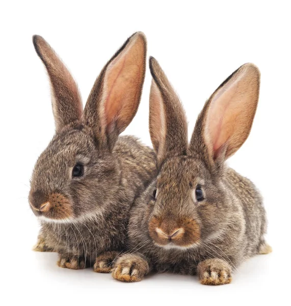 Twee konijnen geïsoleerd. — Stockfoto