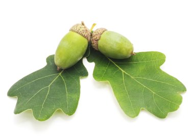 Meşe palamudu yapraklarda.