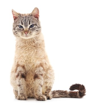 Gri kedi izole edilmiş.