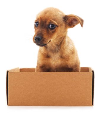 Bir kutu içinde kahverengi köpek yavrusu.