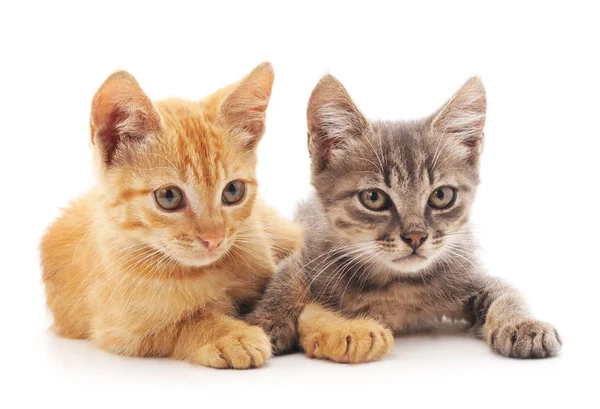 Два крихітних кошенят . — стокове фото