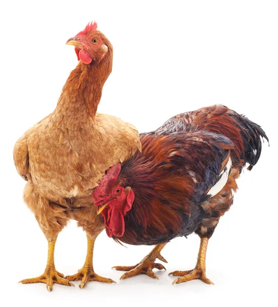 Red rooster and hen. — Stock Photo, Image