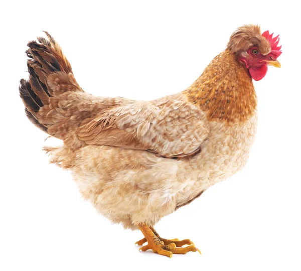 Giovane gallina isolata . — Foto Stock