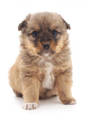 Küçük köpek izole.
