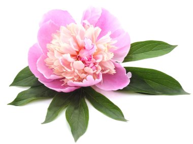 pembe Şakayık izole.