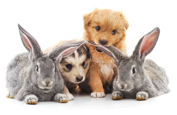 Dwa króliki i dwa szczeniaki. — Zdjęcie stockowe