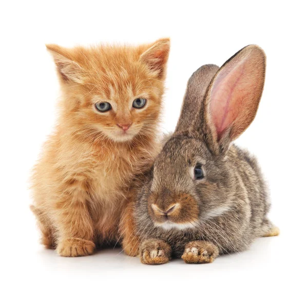 Gato e coelho. — Fotografia de Stock