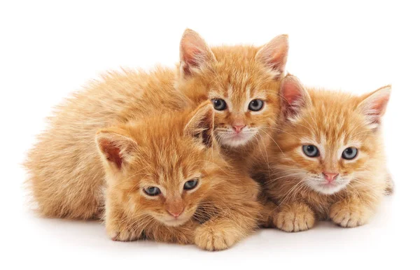 Tres gatitos . — Foto de Stock