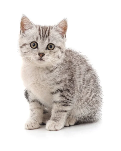 Gray kitten isolated. — Stock Photo, Image