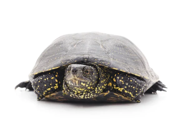 Volně žijící želva izolované. — Stock fotografie