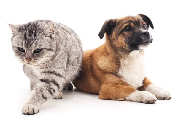 Köpek ve kedi. — Stok fotoğraf