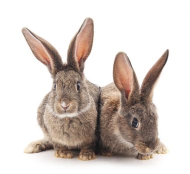 İki tavşan izole.