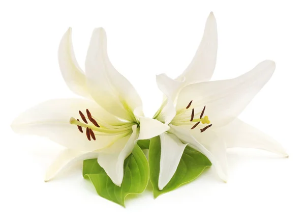 Две белые лилии . — стоковое фото