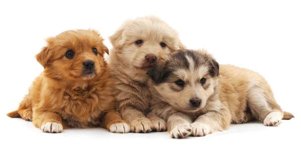 3 강아지 절연. — 스톡 사진