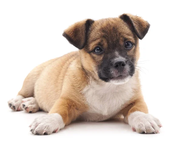 Pequeno cão isolado . — Fotografia de Stock