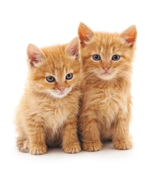 Dos gatos rojos . — Foto de Stock