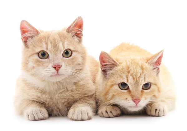 Két vörös macska.. — Stock Fotó