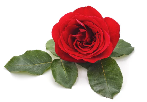 Red rose isolated. Stock Picture