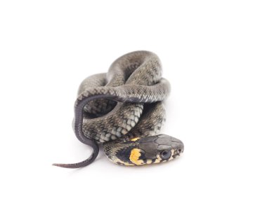 Küçük sürüngen izole.