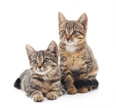 iki küçük yavru kedi.