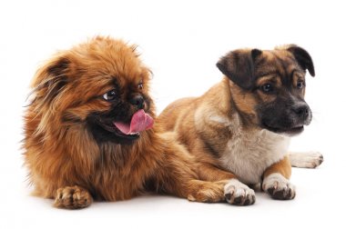 dos cachorros de chihuahua aislado.