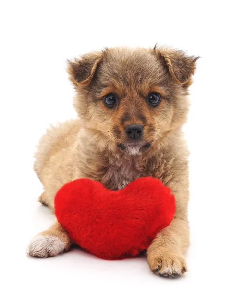 Puppy with toy heart. — Stock Photo, Image