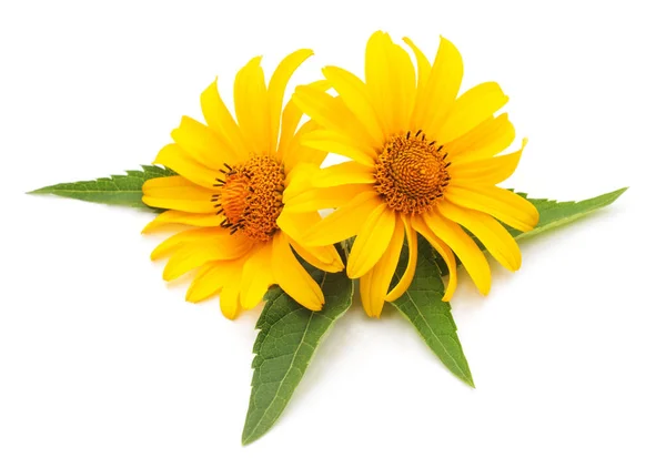 Yellow flowers isolated. — Stock Photo, Image