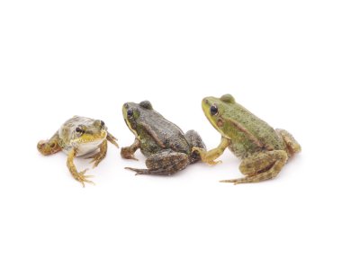 Küçük kurbağa izole.