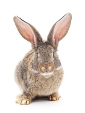 İzole kahverengi tavşan.