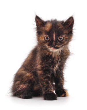 izole küçük kedi yavrusu.