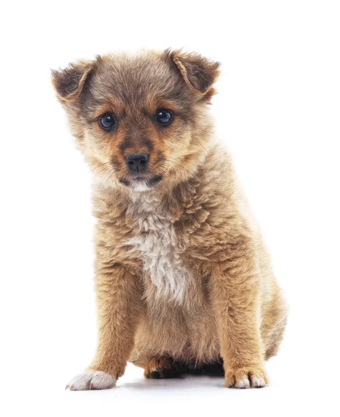 Küçük köpek izole.