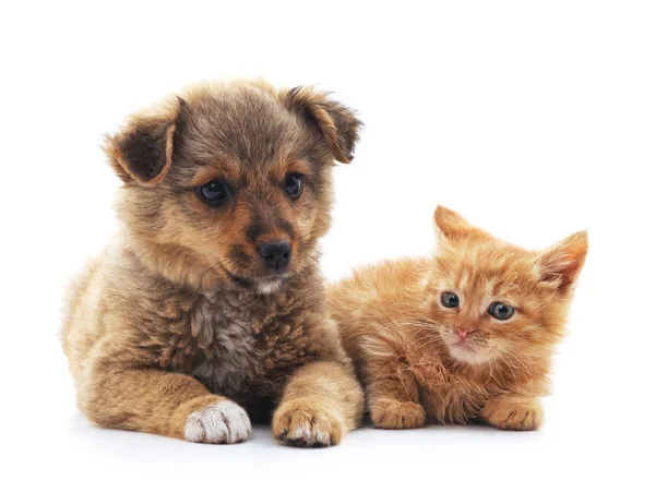 Puppy en kitten. — Stockfoto