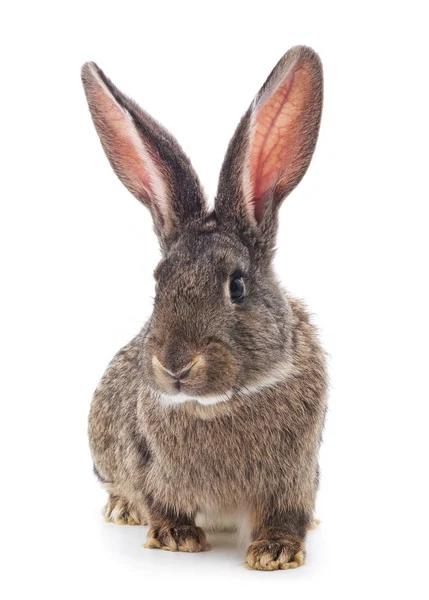 Brązowy królik na białym tle. — Zdjęcie stockowe